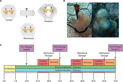 Nutrient Pollution and Predation Differentially Affect Innate Immune Pathways in the Coral Porites porites